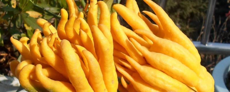 花卉佛手种植方法,在北方怎么养