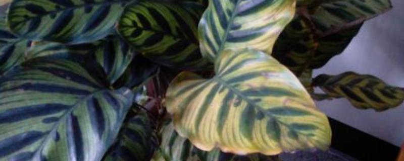 花卉孔雀竹芋怎么养,叶子发黄枯萎怎么解决