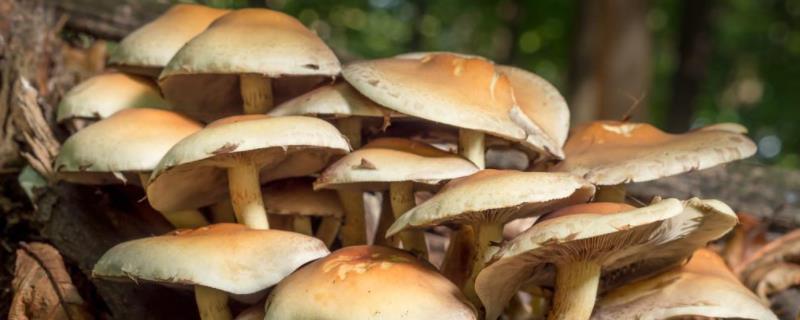 野生菌菇种类 重庆地区常见野生菌菇种类