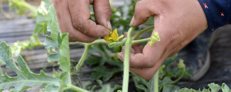 西瓜授粉怎么授,授粉成功的特征是什么