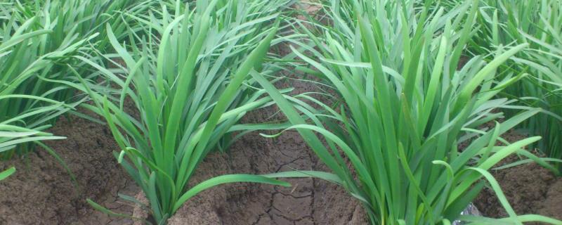 喜阴的农作物都有哪些 喜阴凉的农作物有哪些