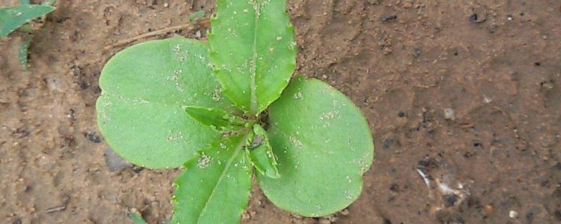 幼苗叶片发黄的原因,幼苗生长需要的条件有哪些