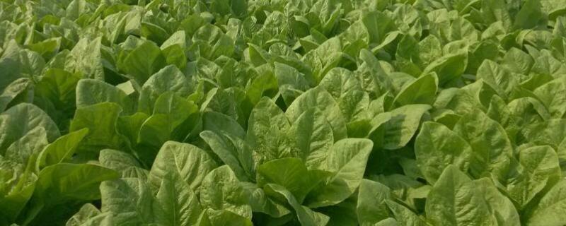 什么时间窝笋的种植方法和管理,种植莴笋需要施什么化肥