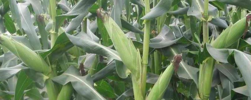 富尔931玉米种子积温是多少，附简介 富尔943玉米种子积温是多少