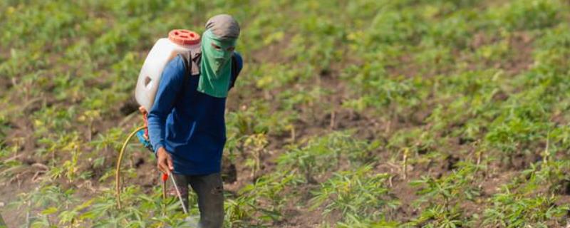 草铵膦伤果树根吗，对土壤有危害吗（草铵膦伤果树根吗,对土壤有危害吗）