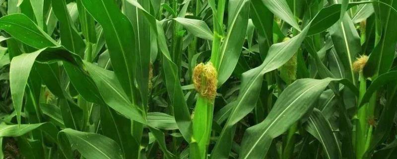 惠民6202玉米种介绍 惠民6202玉米产量多少