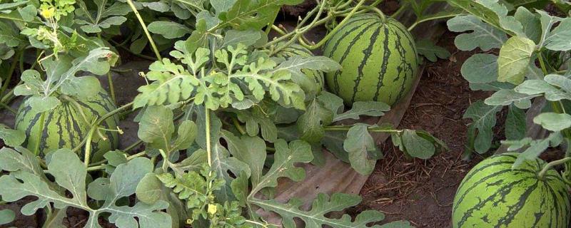 西瓜栽培技术要点（西瓜的栽培管理方法）