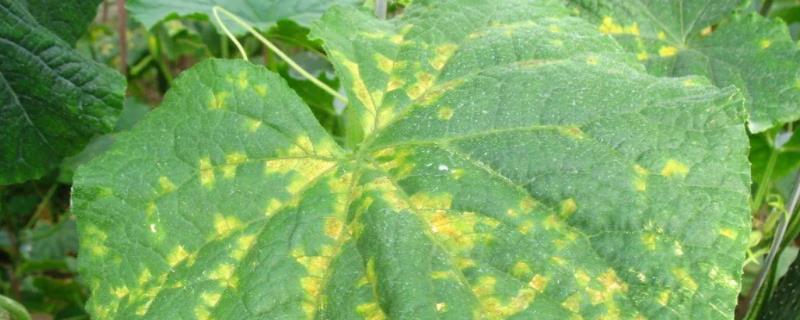 黄瓜病虫害,如何防治 黄瓜病虫害的综合防治措施