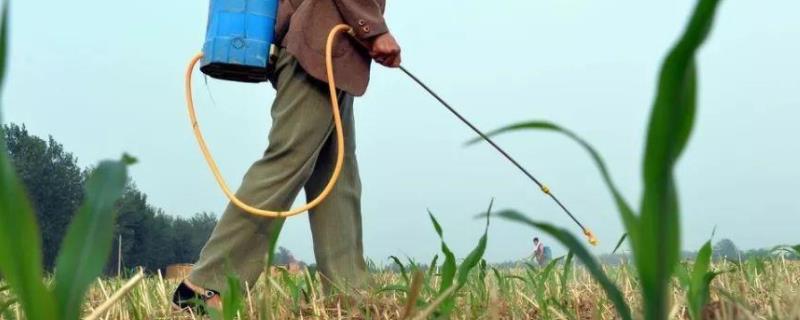 强力除草剂的配方，有哪几种 自制强力除草剂配方