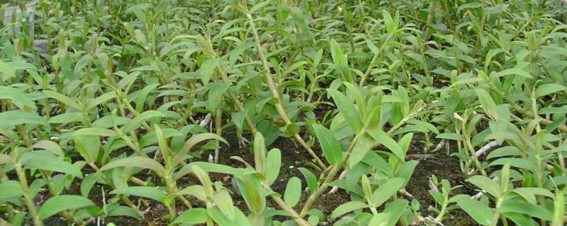 茯苓种植技术(松树茯苓种植技术)