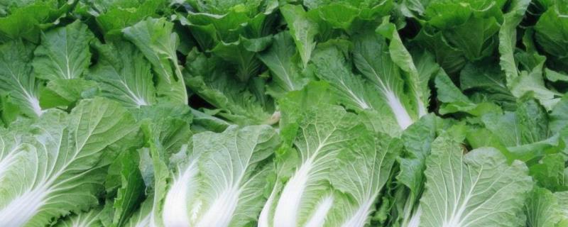 白菜品种,早春冷棚大白菜种植技术 春季冷棚大白菜管理与栽培