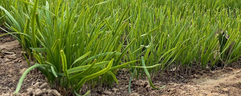 四月份适合种什么农作物（四月适合种植的农作物）