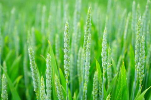 淮麦44小麦品种介绍