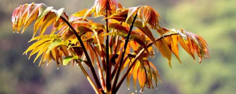 香椿无土栽培技术，无根怎么才能活 香椿无土栽培种植技术视频