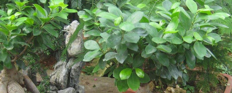 花卉榕树的养殖技术，如何修剪好看 花卉榕树的养殖技术,如何修剪好看视频