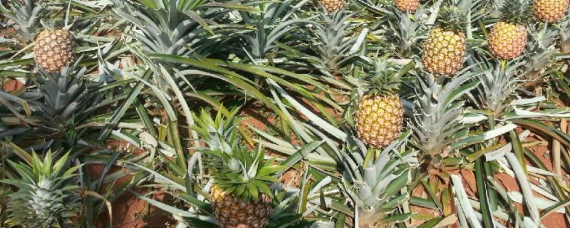 凤梨种植技术管理（凤梨栽培技术）