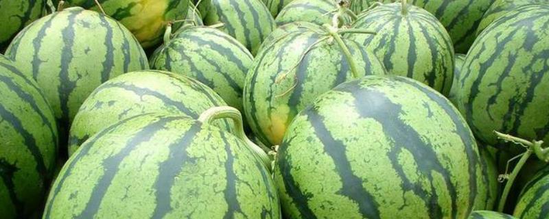 8424露地西瓜几月份播种，露地西瓜的株距和行距