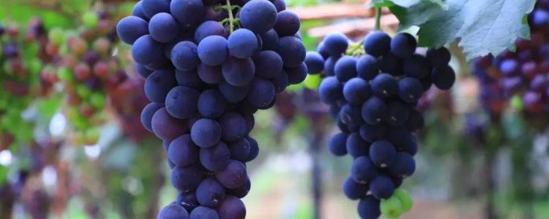 葡萄病虫害，附症状及防治方法（葡萄病虫害综合治理）