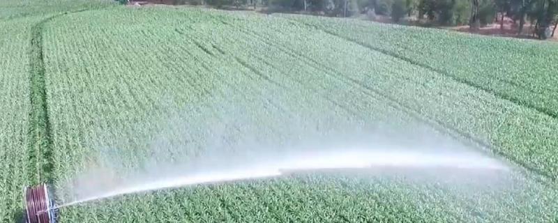 辛硫磷颗粒烧苗吗，主要杀什么虫 辛硫磷颗粒剂可以用于哪些作物