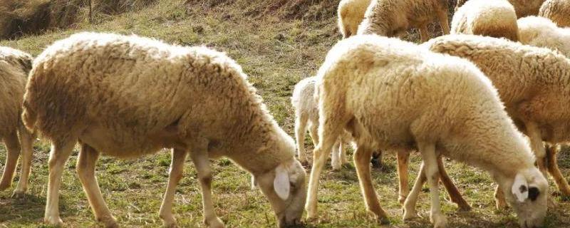 羊吃玉米不倒嚼怎么办,玉米生喂与熟喂的区别