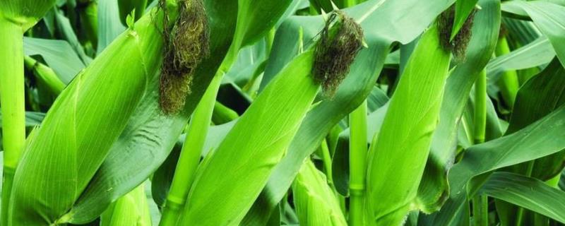 龙源9号玉米品种介绍（龙源九号玉米种是哪里生产的）