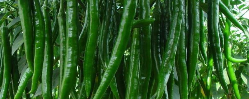 辣椒死苗是什么病怎么治,附症状