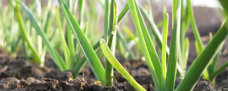 大蒜盆栽种植方法，附培育蒜苗步骤（盆栽大蒜种植技术视频）