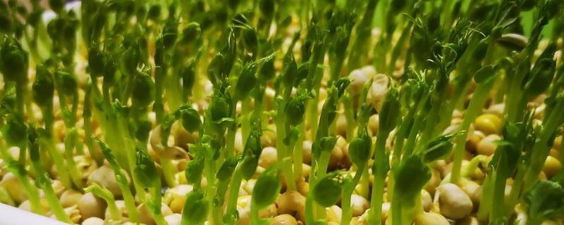 豆苗适合生长在什么土壤中，豆苗是用什么豆长出来的