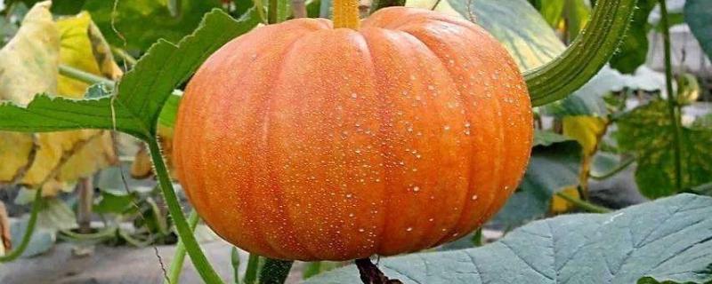 南瓜的种植方法和管理技术（南瓜的种植技术与栽培技术）