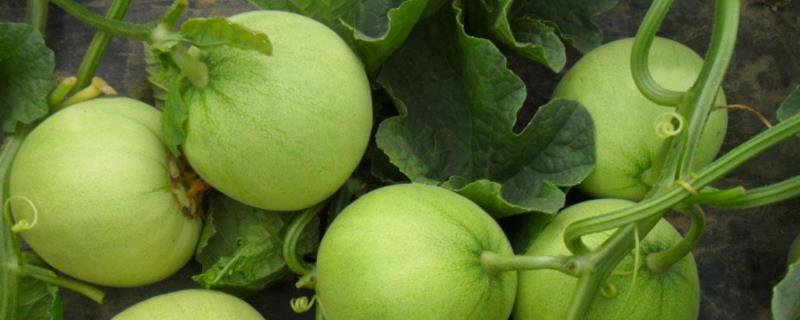 博洋甜瓜酒心什么原因,附甜瓜爬地栽培技术