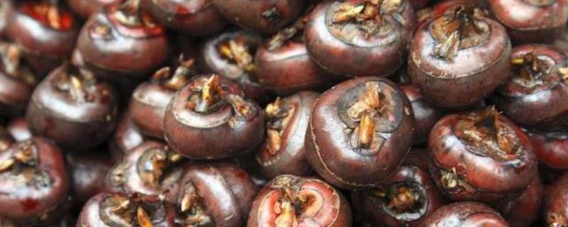 马蹄亩产量一般多少斤，附种植方法（马蹄亩产量是多少）