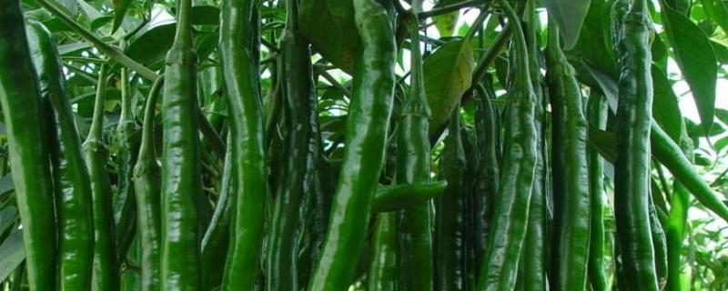 4月份露地种什么蔬菜 4月份露天种什么菜蔬菜最合适