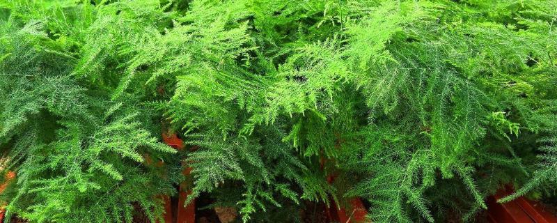 花卉文竹养殖方法,施什么肥料好 花卉文竹如何养护