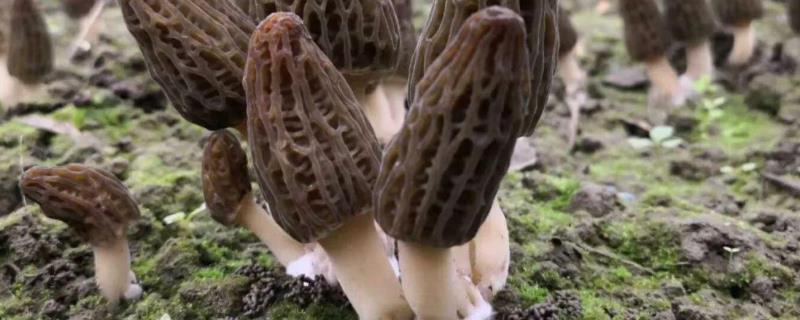 羊肚菌出菇期管理方法,不出菇的原因是什么