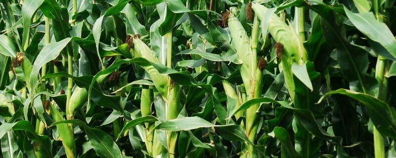 富民105玉米种审定号,附简介(富民105玉米种子特征特性)