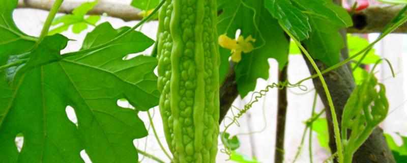 苦瓜无土栽培技术,什么时候种植好(苦瓜种植土壤要求)