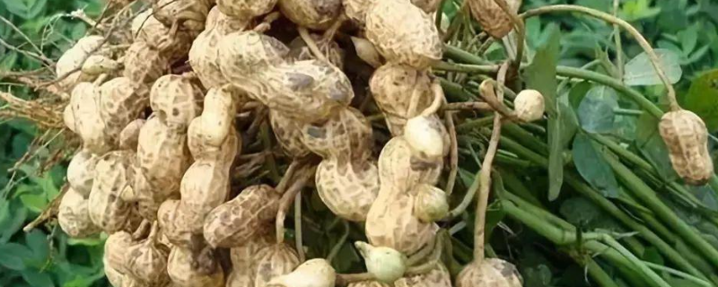 花生病害，花生死棵烂根用什么药治（花生烂根死棵防治妙方）