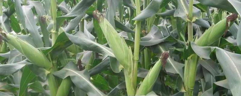 北玉1521品种介绍(北玉1521品种介绍多少钱)