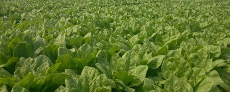 莴笋种植时间和方法，详细介绍地膜种植技术