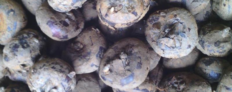 荸荠如何在家自己种植,种植多久可以收获