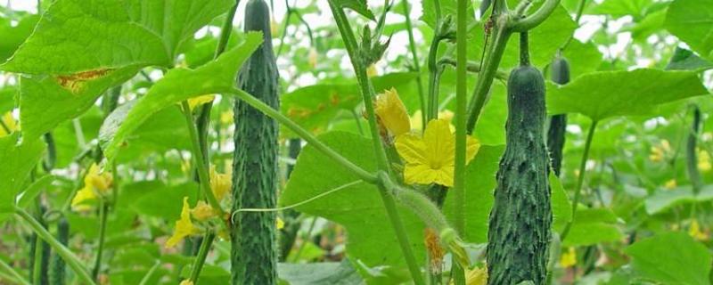 种好番茄和黄瓜需要做好哪些事,施什么肥料好