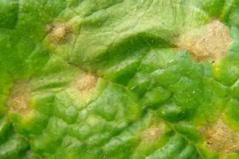 黄瓜病虫害,如何防治