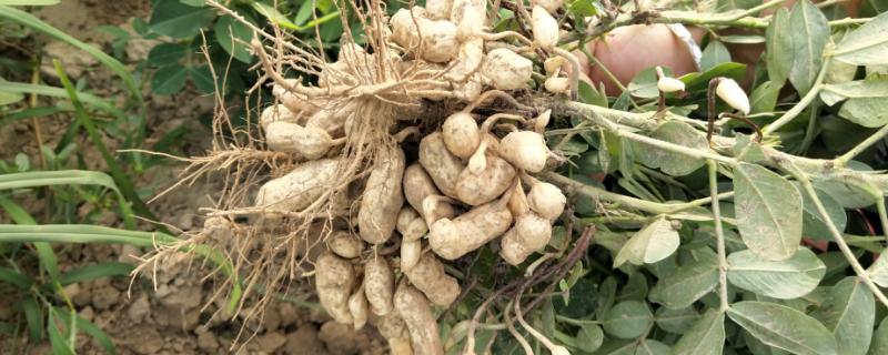 花生专用肥的最佳配方,花生种植盖地膜好还是不盖地膜好