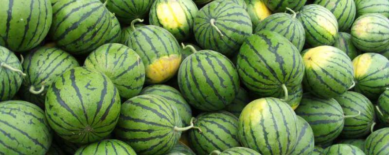 西瓜幼苗出土温度多少合适,阳台成功种的西瓜经验