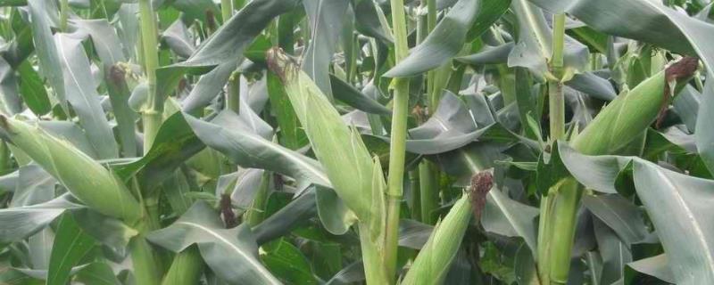 明朝引进的农作物八种(明朝引入的农作物)