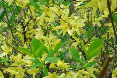 连翘种植技术与栽培管理