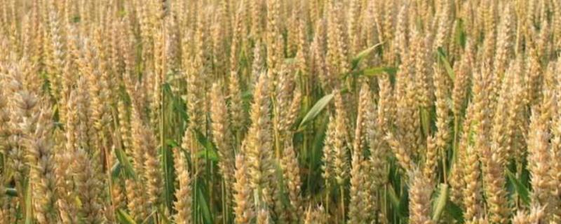 新麦36小麦品种介绍