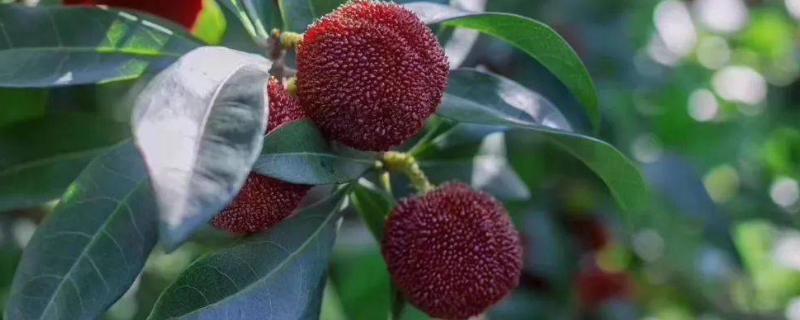 杨梅种植技术,附种植条件和区域