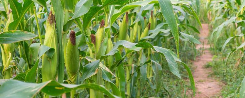 玉米怎样种植和管理的更高产 玉米怎样管理才能高产