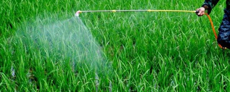 草甘膦与草铵膦区别(完全版)（草甘膦与甘铵膦有何区别）